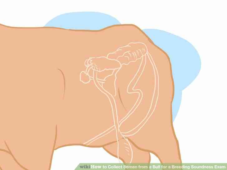 Image intitulée Recueillir le Sperme d